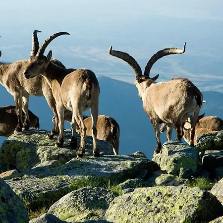 Gredos Ruralrut Cerca Del Castanar De El Tiemblo, Reserva Natural Valle De Iruelas, Acogedor Con Hidromasaje, Chimenea Electrica, Calefaccion, Wifi, Cocina 别墅 *