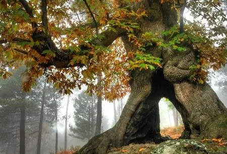 Gredos Ruralrut Cerca Del Castanar De El Tiemblo, Reserva Natural Valle De Iruelas, Acogedor Con Hidromasaje, Chimenea Electrica, Calefaccion, Wifi, Cocina *