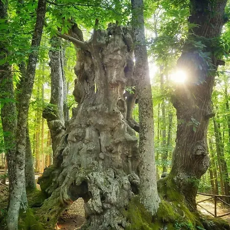 Gredos Ruralrut Cerca Del Castanar De El Tiemblo, Reserva Natural Valle De Iruelas, Acogedor Con Hidromasaje, Chimenea Electrica, Calefaccion, Wifi, Cocina *