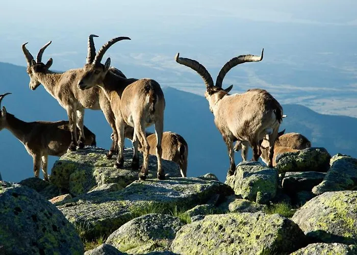 GREDOS RURALRUT cerca del CASTAÑAR de El Tiemblo, Reserva Natural VALLE DE IRUELAS, alojamiento acogedor con cabina hidromasaje, chimenea eléctrica, calefacción, wifi, cocina Villa *