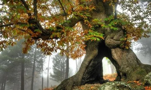 Gredos Ruralrut El Tiemblo Cerca Del Castanar Y La Reserva Natural Valle De Iruelas Y Zonas De Bano Naturales, Aire Acondicionado Cabina De Hidromasaje, Precios Especiales A Partir De 7 Noches *