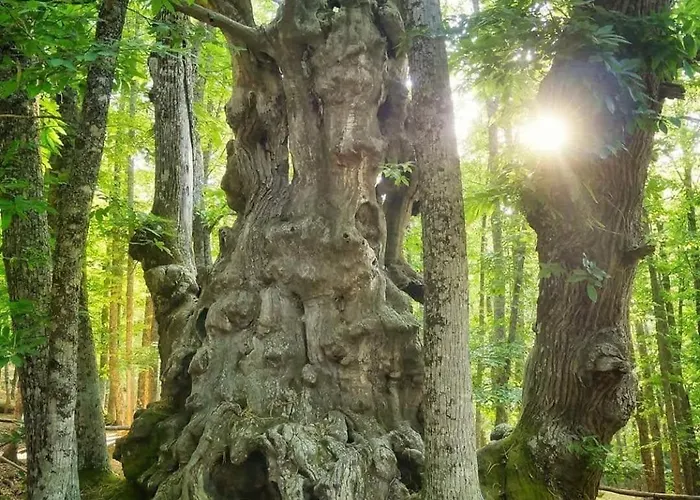 GREDOS RURALRUT cerca del CASTAÑAR de El Tiemblo, Reserva Natural VALLE DE IRUELAS, alojamiento acogedor con cabina hidromasaje, chimenea eléctrica, calefacción, wifi, cocina *
